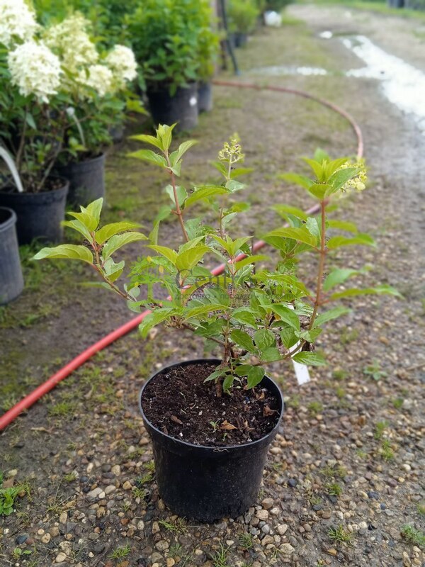 Гортензия метельчатая Полар Бир (Polar Bear)