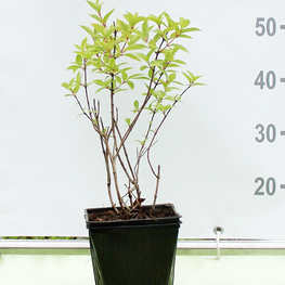 Гортензия метельчатая Полар Бир (Polar Bear)