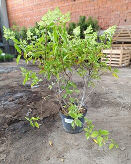 Гортензия метельчатая Полар Бир (Polar Bear)