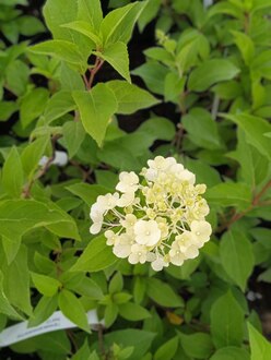 Гортензия метельчатая Полар Бир (Polar Bear)