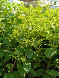 Гортензия метельчатая Бобо (Bobo)