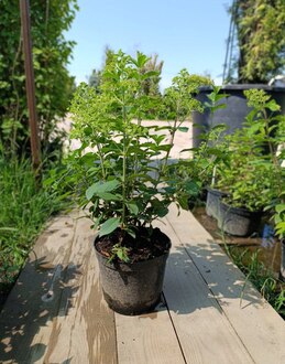 Гортензия метельчатая Бобо (Bobo)