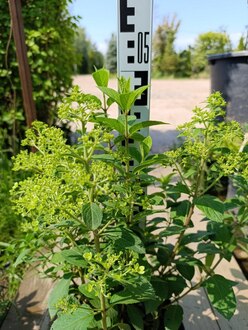 Гортензия метельчатая Бобо (Bobo)