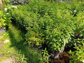 Гортензия метельчатая Бобо (Bobo)