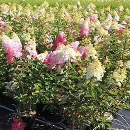 Гортензия метельчатая Фрайзе Мельба (Fraise Melba)