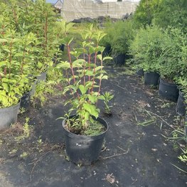 Гортензия метельчатая Фрайзе Мельба (Fraise Melba)