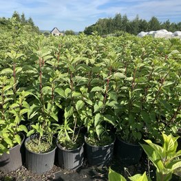 Гортензия метельчатая Фрайзе Мельба (Fraise Melba)