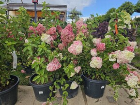 Гортензия метельчатая Фрайзе Мельба (Fraise Melba)