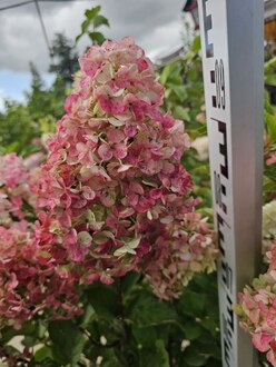 Гортензия метельчатая Фрайзе Мельба (Fraise Melba)