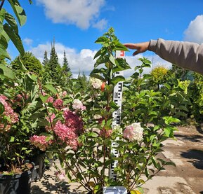 Гортензия метельчатая Фрайзе Мельба (Fraise Melba)