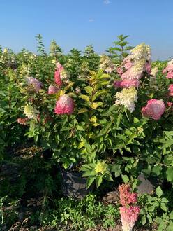 Гортензия метельчатая Фрайзе Мельба (Fraise Melba)