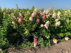 Гортензия метельчатая Фрайзе Мельба (Fraise Melba)