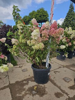 Гортензия метельчатая Фрайзе Мельба (Fraise Melba)