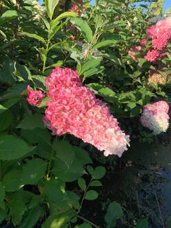 Гортензия метельчатая Фрайзе Мельба (Fraise Melba)