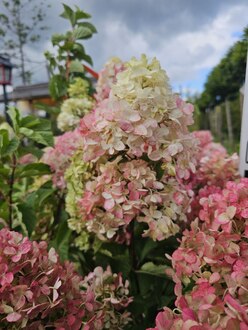 Гортензия метельчатая Фрайзе Мельба (Fraise Melba)