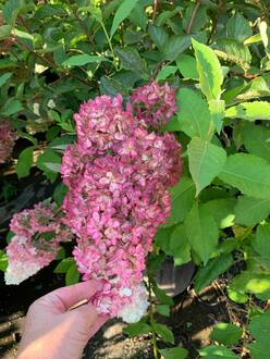 Гортензия метельчатая Фрайзе Мельба (Fraise Melba)