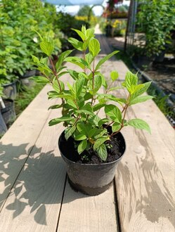 Гортензия метельчатая Пинк Даймонд (Pink Diamond)