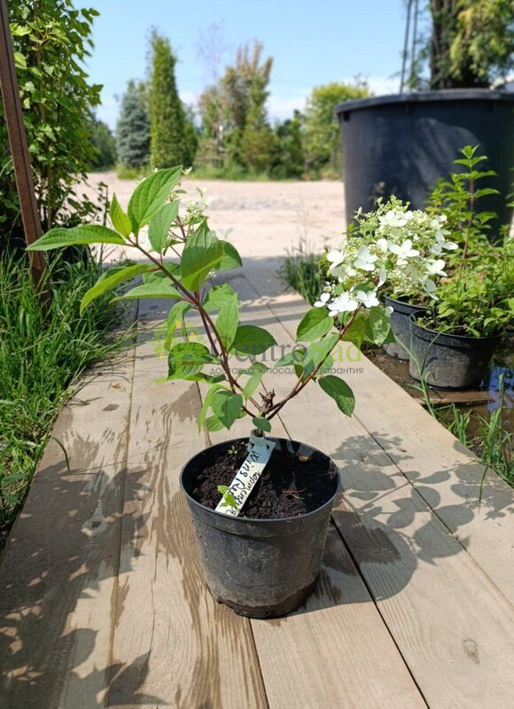 Гортензия метельчатая Вимс Ред (Wim`s Red)