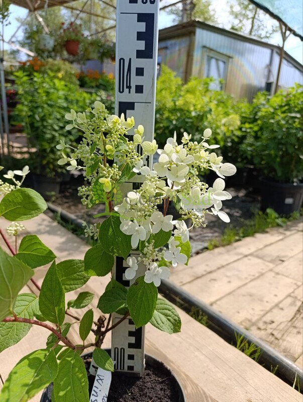 Гортензия метельчатая Вимс Ред (Wim`s Red)