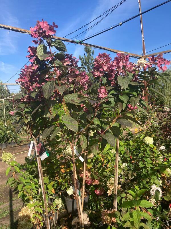 Гортензия метельчатая Вимс Ред (Wim`s Red)