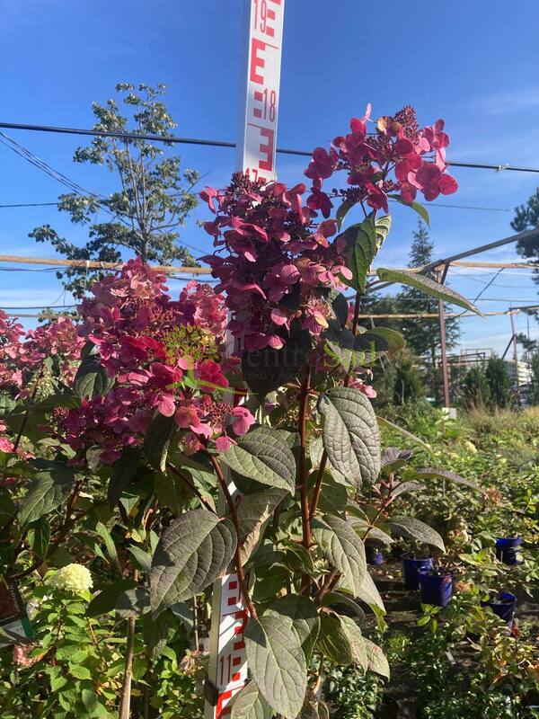 Гортензия метельчатая Вимс Ред (Wim`s Red)