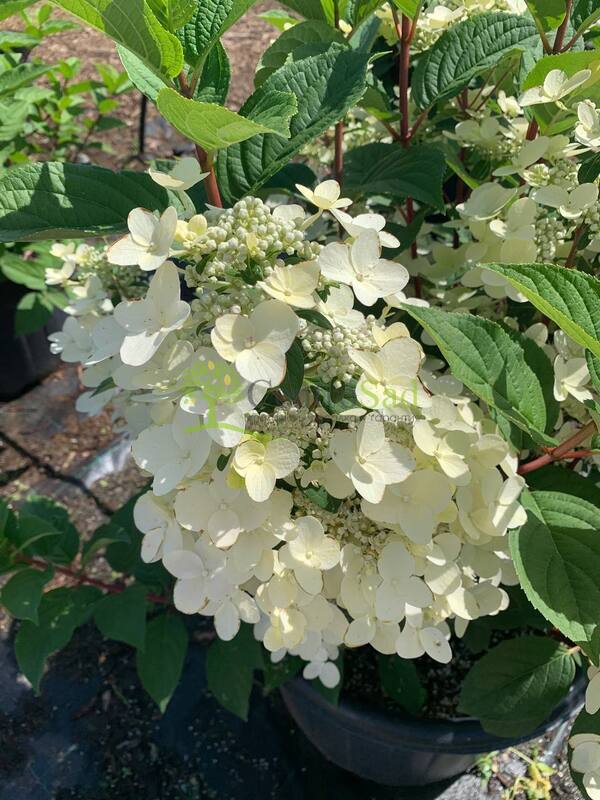 Гортензия метельчатая Вимс Ред (Wim`s Red)