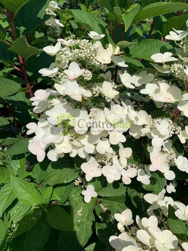 Гортензия метельчатая Вимс Ред (Wim`s Red)