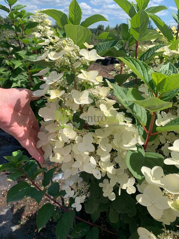 Гортензия метельчатая Вимс Ред (Wim`s Red)