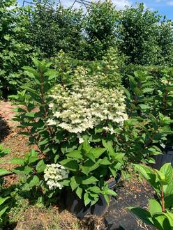 Гортензия метельчатая Вимс Ред (Wim`s Red)