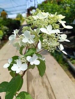 Гортензия метельчатая Вимс Ред (Wim`s Red)