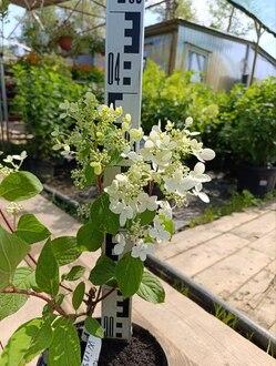 Гортензия метельчатая Вимс Ред (Wim`s Red)