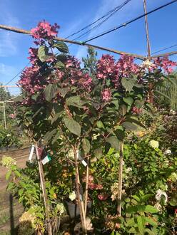 Гортензия метельчатая Вимс Ред (Wim`s Red)