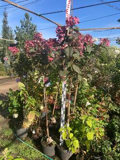 Гортензия метельчатая Вимс Ред (Wim`s Red)