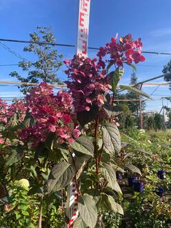 Гортензия метельчатая Вимс Ред (Wim`s Red)