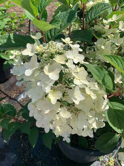 Гортензия метельчатая Вимс Ред (Wim`s Red)