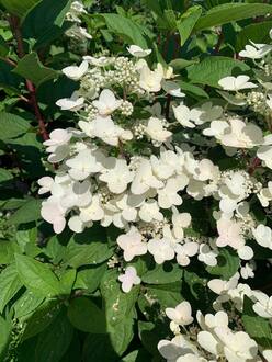 Гортензия метельчатая Вимс Ред (Wim`s Red)