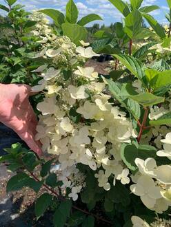 Гортензия метельчатая Вимс Ред (Wim`s Red)