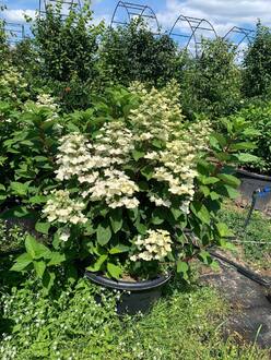 Гортензия метельчатая Вимс Ред (Wim`s Red)