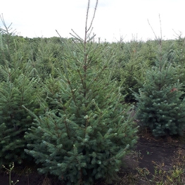 Псевдотсуга Мензиса Мензиса (Menziesii)