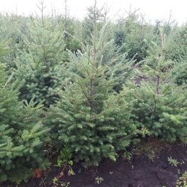 Псевдотсуга Мензиса Мензиса (Menziesii)