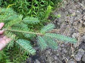 Псевдотсуга Мензиса Мензиса (Menziesii)
