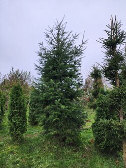 Псевдотсуга Мензиса Мензиса (Menziesii)