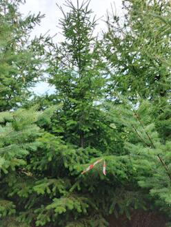 Псевдотсуга Мензиса Мензиса (Menziesii)