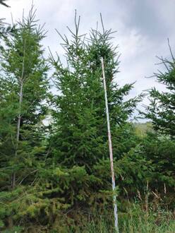 Псевдотсуга Мензиса Мензиса (Menziesii)