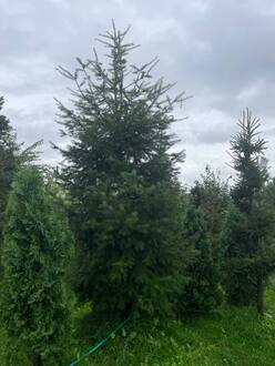 Псевдотсуга Мензиса Мензиса (Menziesii)