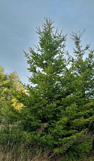 Псевдотсуга Мензиса Мензиса (Menziesii)