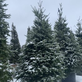 Псевдотсуга Мензиса Мензиса (Menziesii)