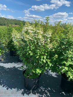 Гортензия метельчатая Ангел Блаш (Angels Blush)