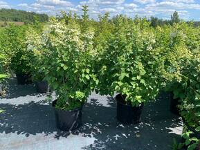 Гортензия метельчатая Ангел Блаш (Angels Blush)