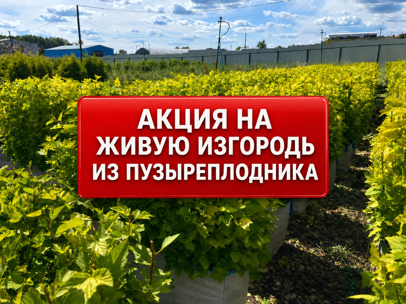Акция на БЖИ пузыреплодника Амбер Джубили и Лейтус | При покупке от 5 штук
